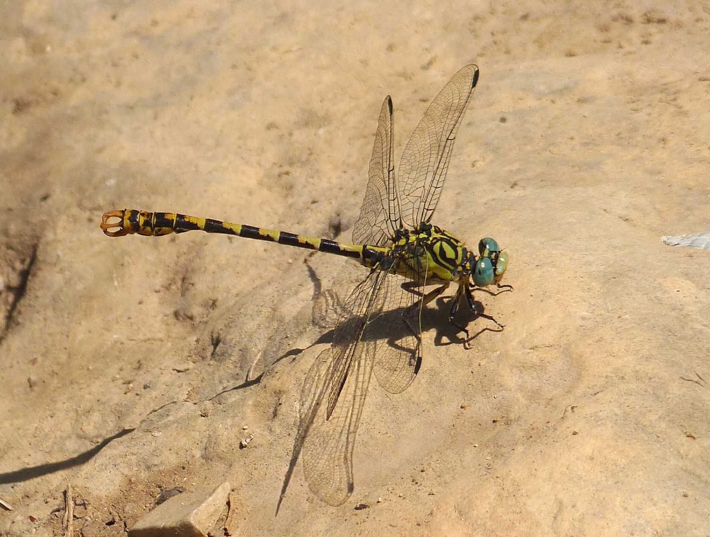 Onychogomphus forcipatus unguiculatus